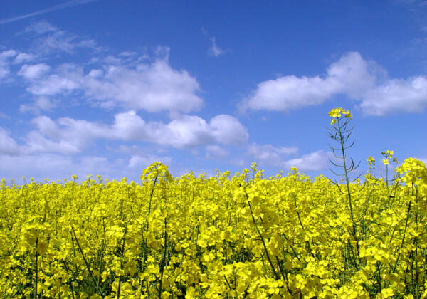 Plan your Ag Lime management in Vic and NSW
