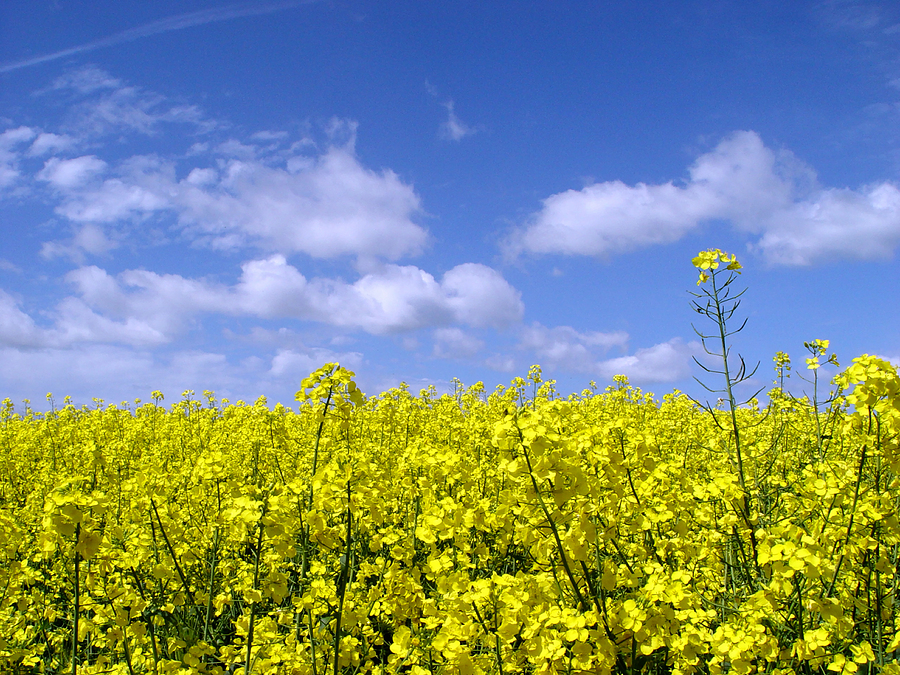 Plan your Ag Lime management in Vic and NSW